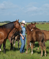 buy premarin foals