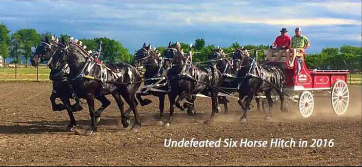 NAERIC - North American Equine Ranching Council Foals PMU Foals ...