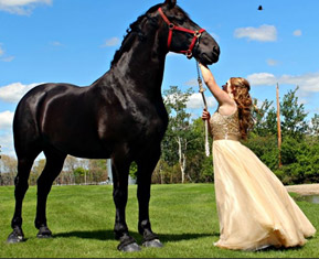 NAERIC - North American Equine Ranching Council Foals PMU Foals ...