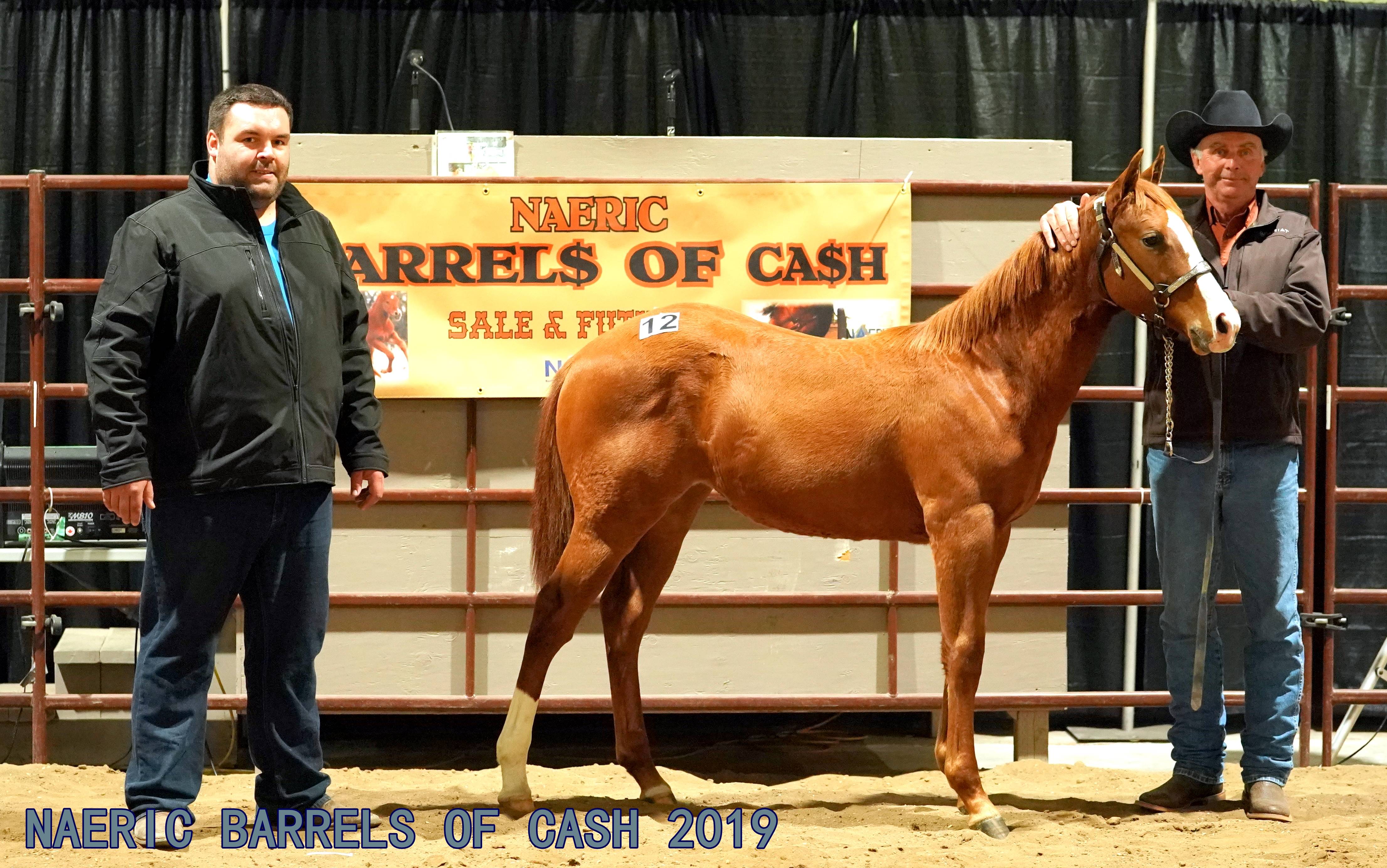 NAERIC - North American Equine Ranching Council Foals PMU Foals ...